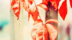 Salariswijzer Rousch - Salaris Fiscale praktijk